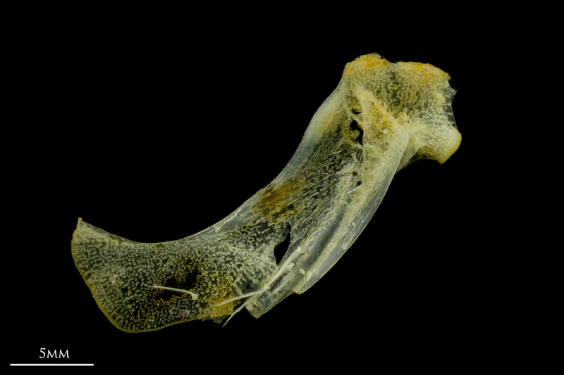 Scad hyomandibular lateral view