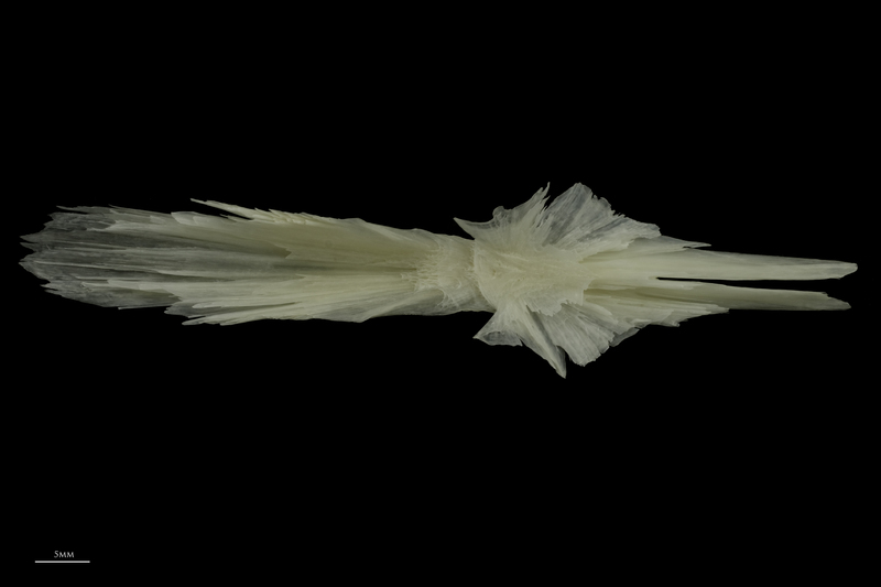 Burbot parasphenoid ventral view