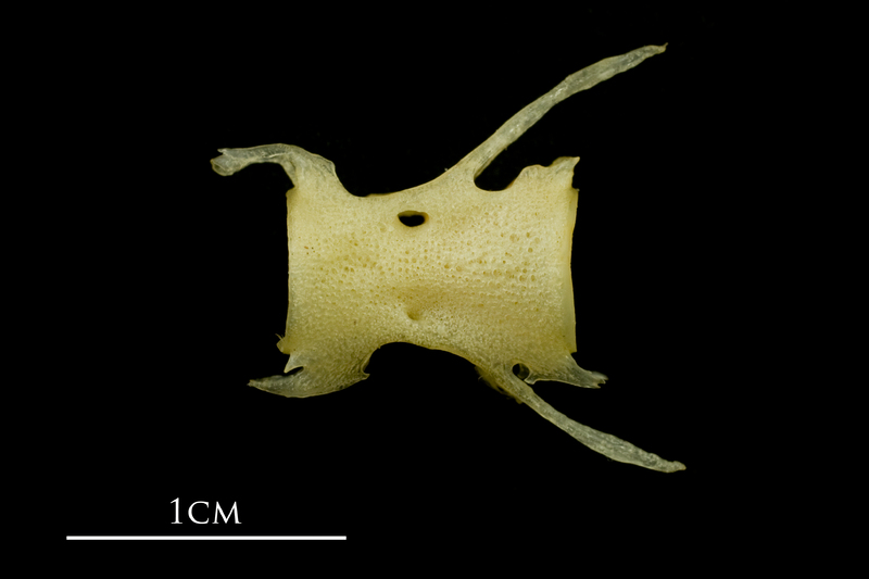 Atlantic mackerel precaudal vertebra lateral view