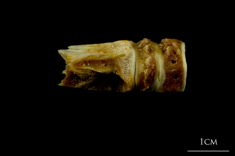 Northern pike basioccipital - first vertebra lateral view