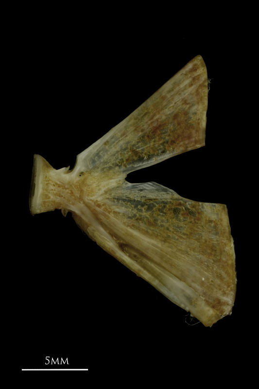 Couch's seabream ultimate vertebra lateral view