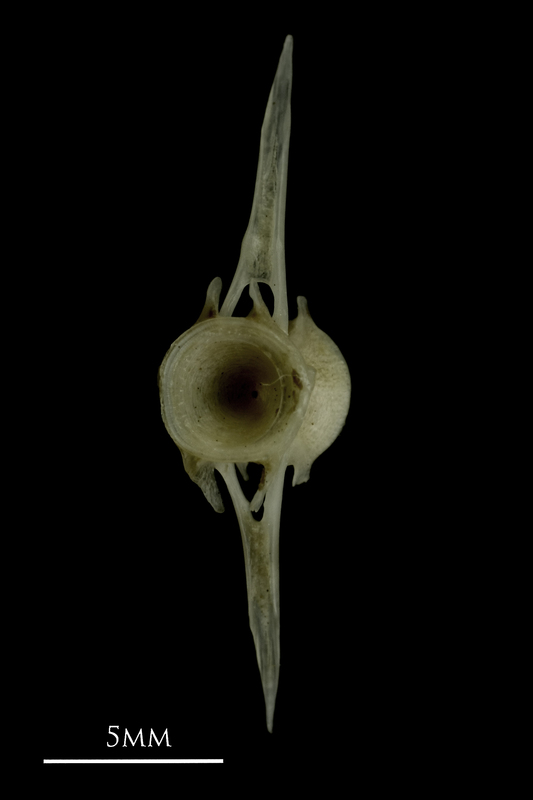 Common pandora caudal vertebra anterior view