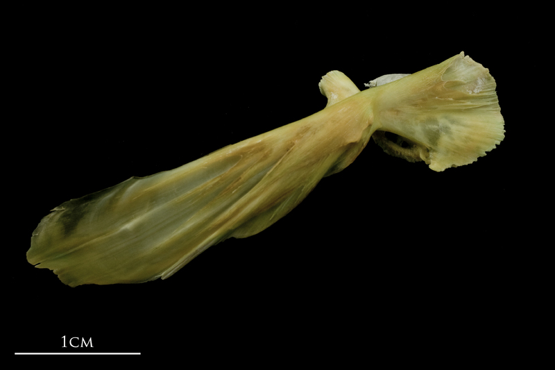 John dory maxilla lateral view