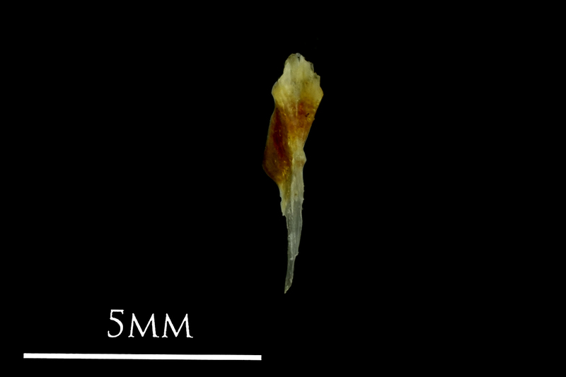 Small sandeel for assessment dorsal view