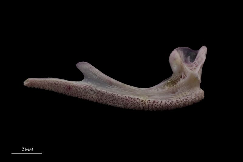 Tub gurnard premaxilla medial view