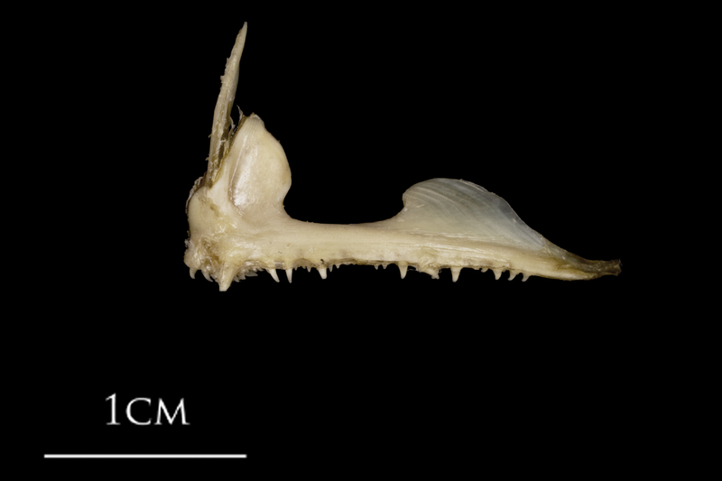 White grouper premaxilla lateral view