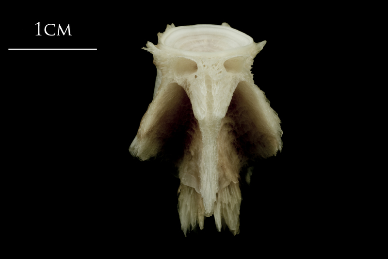 Atlantic halibut basioccipital dorsal view