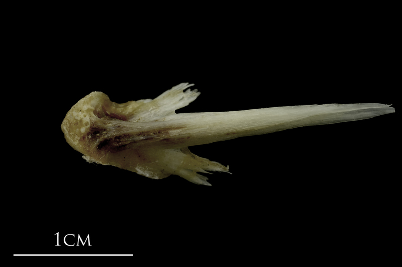 Brill vomer ventral view