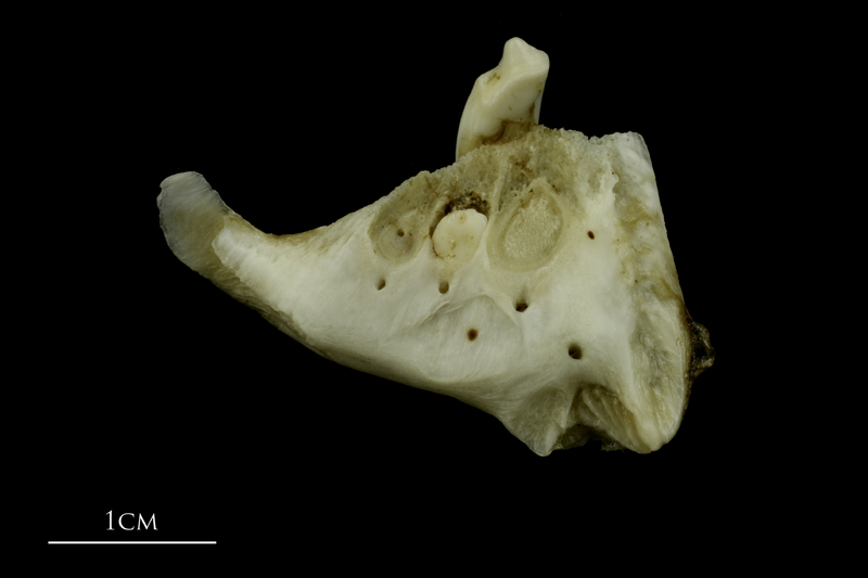 Grey Triggerfish dentary medial view