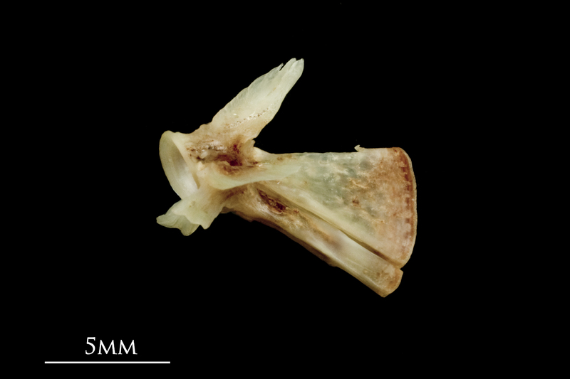 Garfish ultimate vertebra lateral view