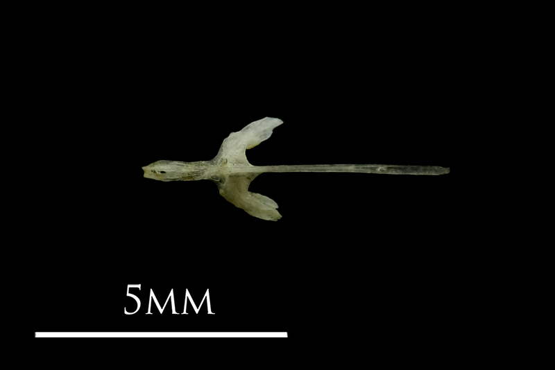 Three-spined stickleback parasphenoid ventral view