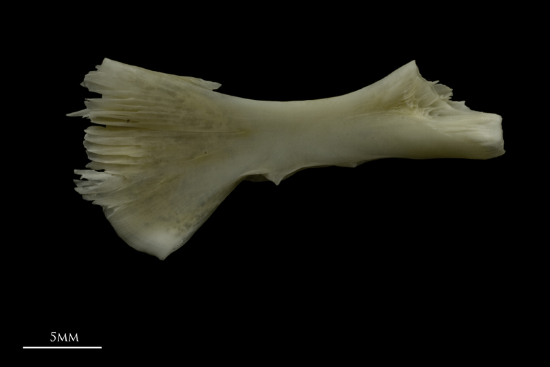 Zander ceratohyal medial view