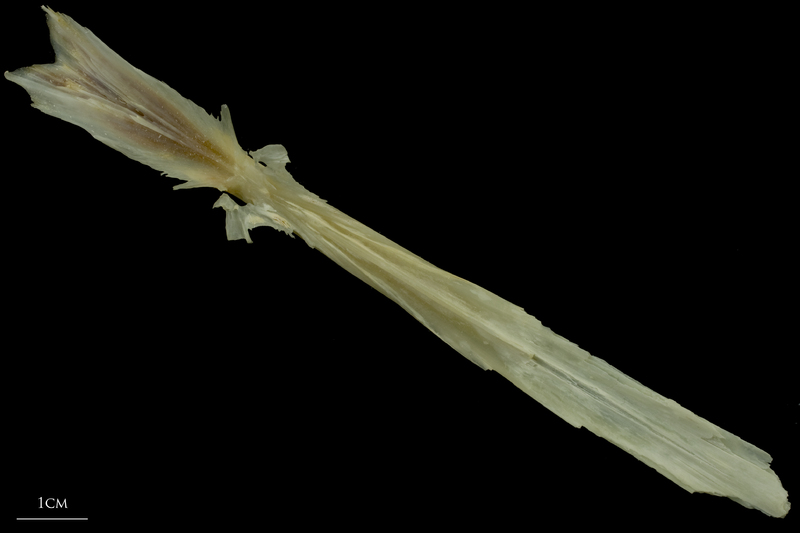 Northern pike parasphenoid dorsal view