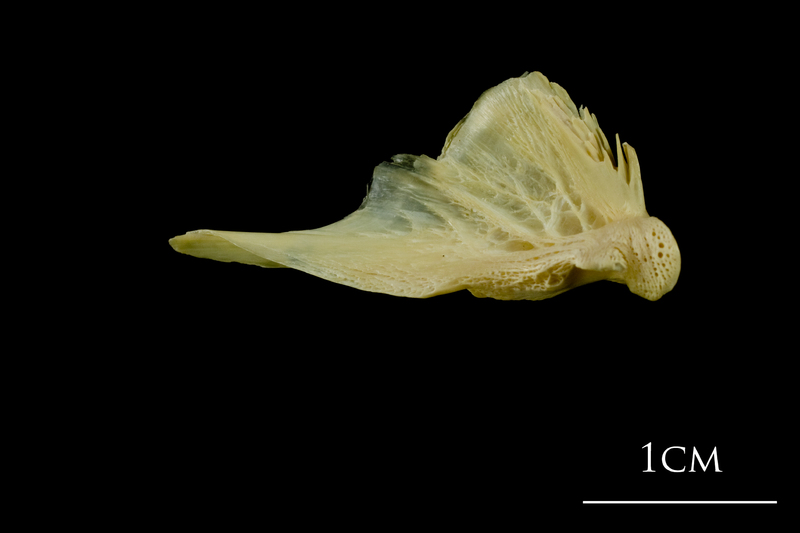 Atlantic cod quadrate medial view