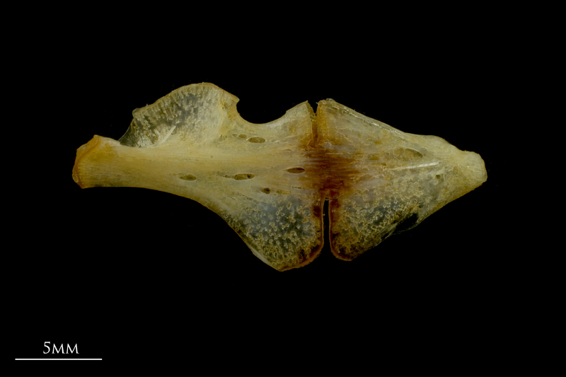 Gilthead seabream ceratohyal epihyal complex lateral view