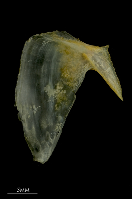 Gilthead seabream subopercular lateral view