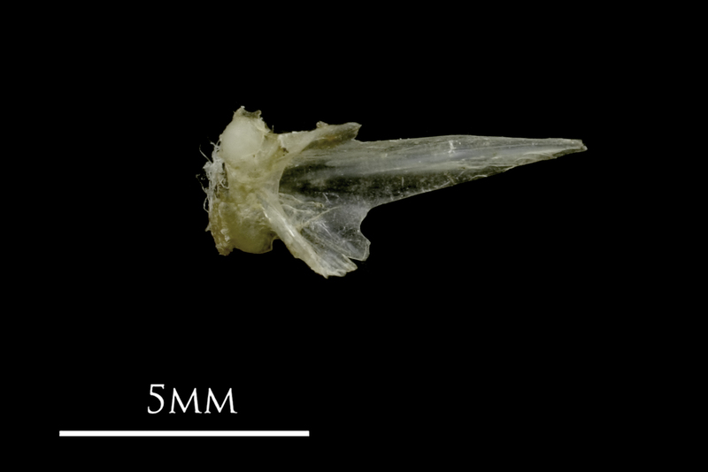 Sandsmelt vomer dorsal view