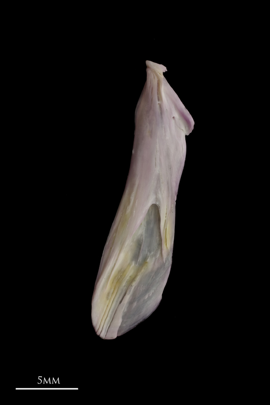 Tub gurnard supracleithrum lateral view