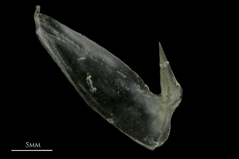 Common pandora subopercular medial view