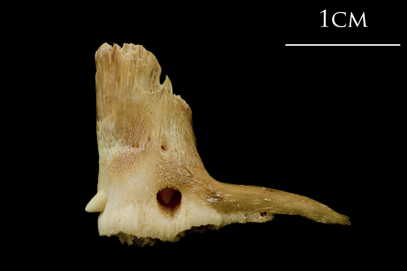 Catfish premaxilla lateral view