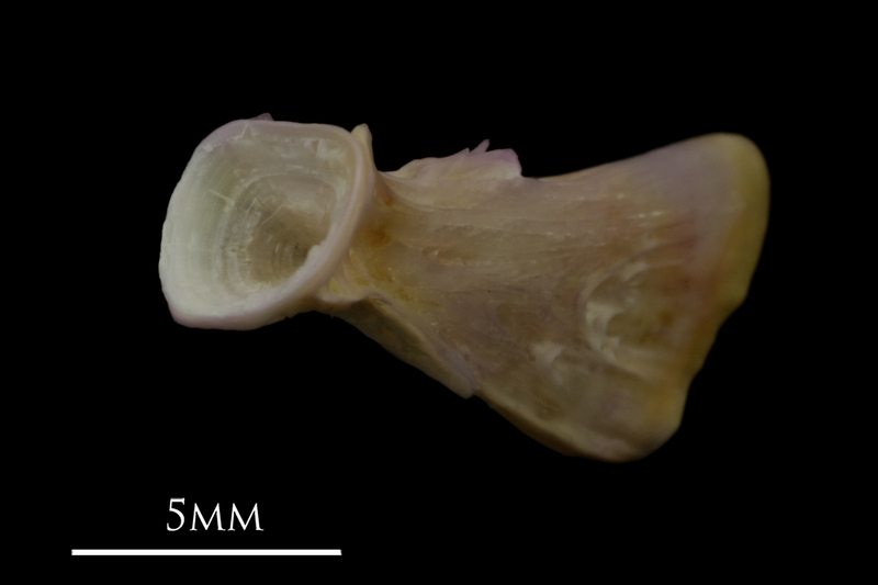 Tub gurnard ultimate vertebra anterior view