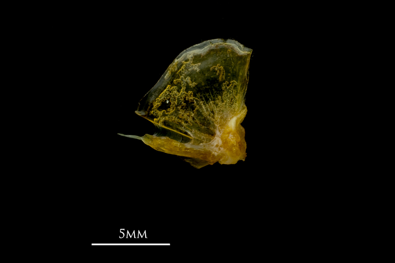 Grey gurnard quadrate medial view