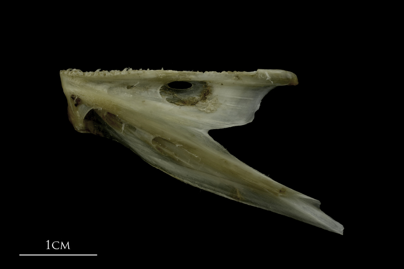 Brill dentary lateral view