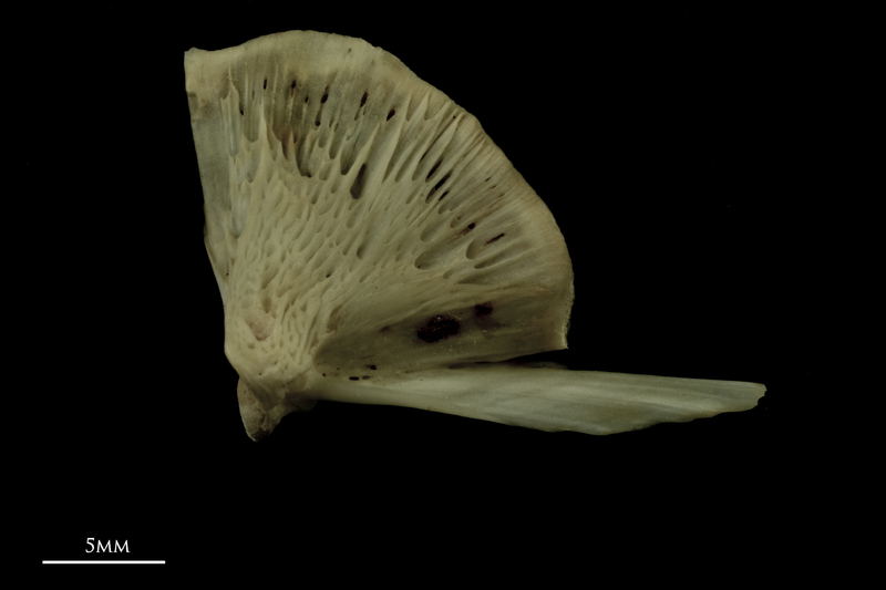 Atlantic salmon quadrate lateral view