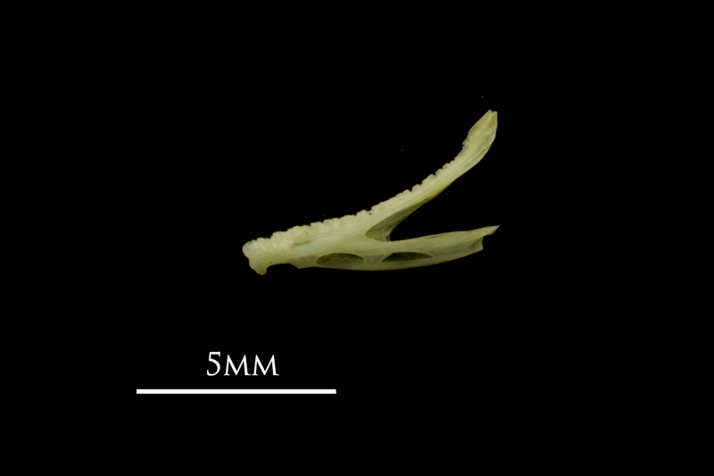 Bullhead dentary lateral view