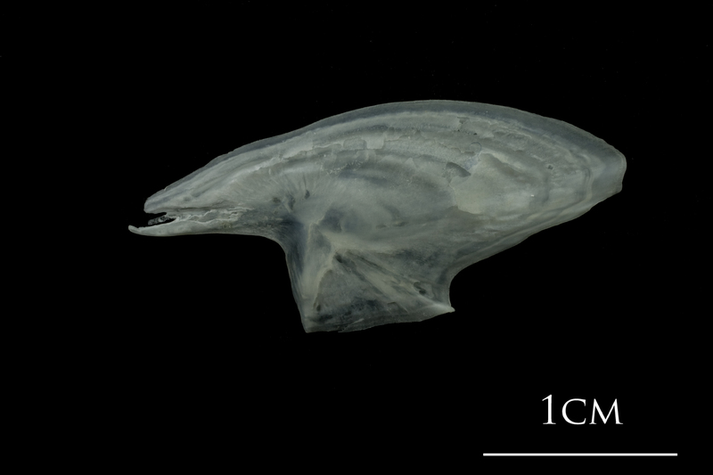 European plaice subopercular medial view