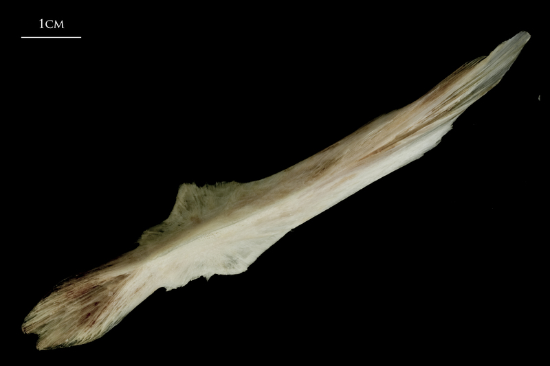 Atlantic halibut parasphenoid ventral view