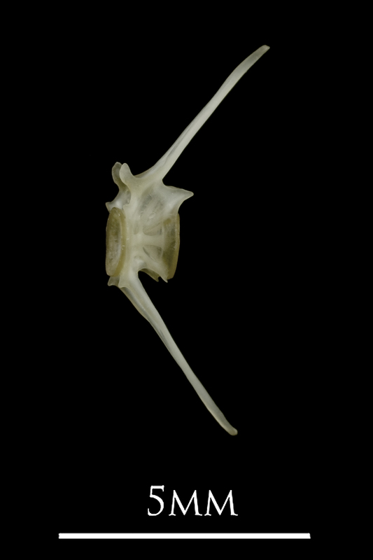 Eelpout caudal vertebra lateral view