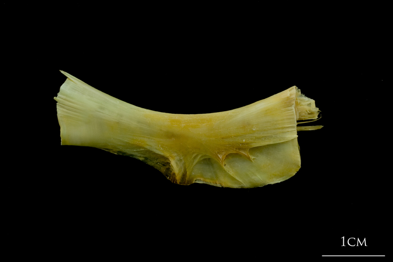 Saithe ceratohyal lateral view