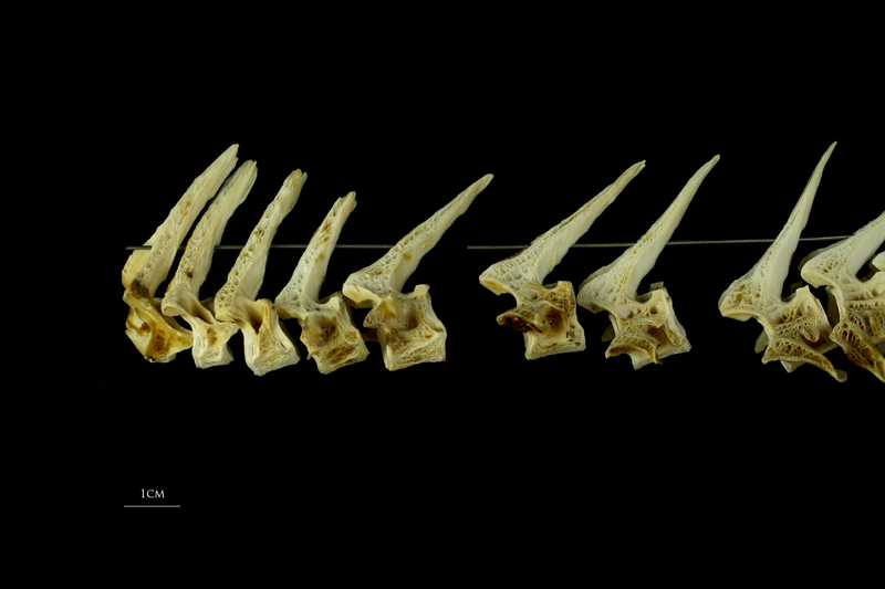 Atlantic cod precaudal vertebra lateral view