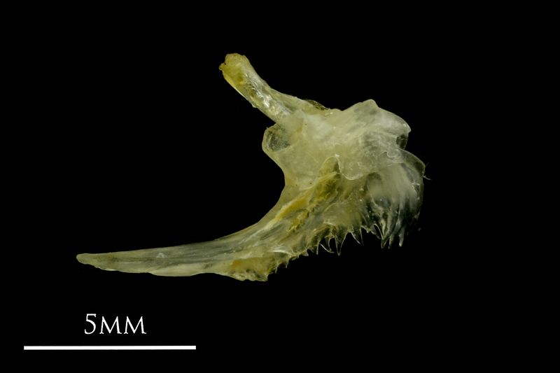 Ruffe posttemporal lateral view