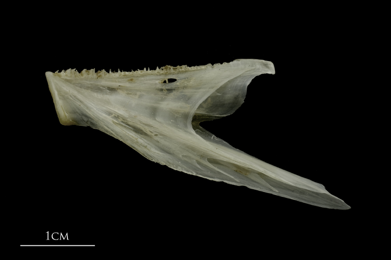 Brill dentary medial view