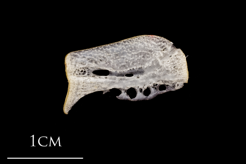 Atlantic herring ceratohyal medial view