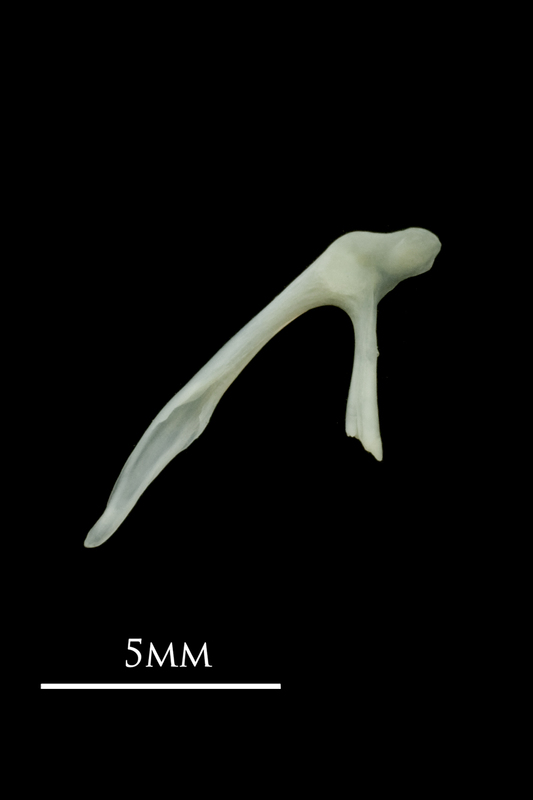 Poor cod posttemporal medial view