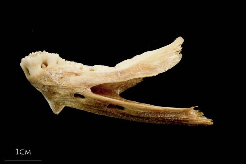 Catfish dentary lateral view