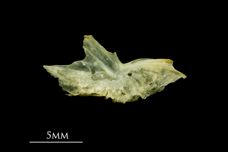 Five-Bearded Rockling preopercular medial view