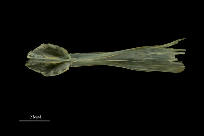 European smelt parasphenoid dorsal view