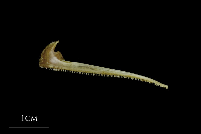 Spanish mackerel premaxilla lateral view