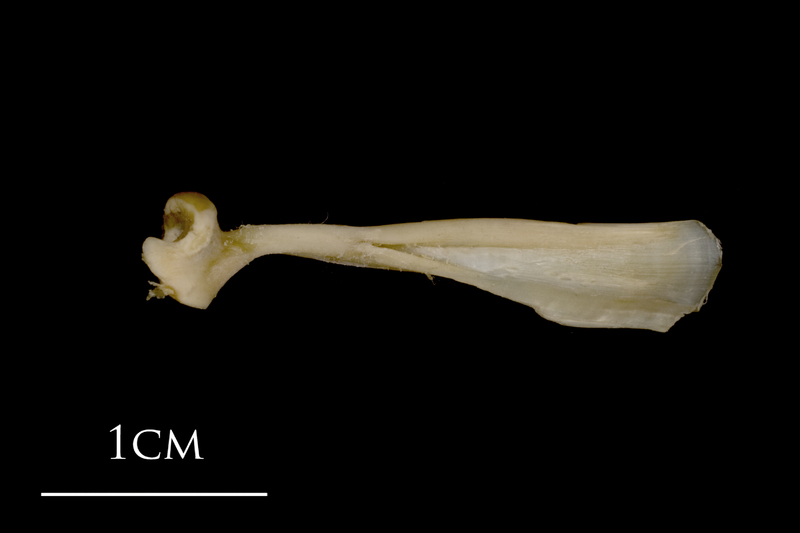 White grouper maxilla lateral view