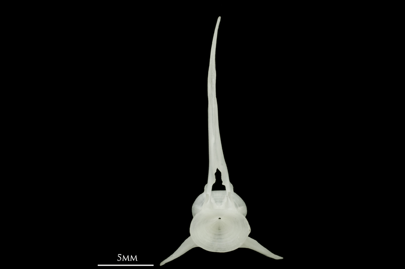 Roach precaudal vertebra anterior view