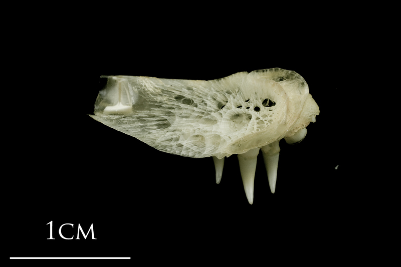 Atlantic halibut pharyngeal ventral view