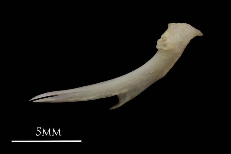 European eel ceratohyal medial view