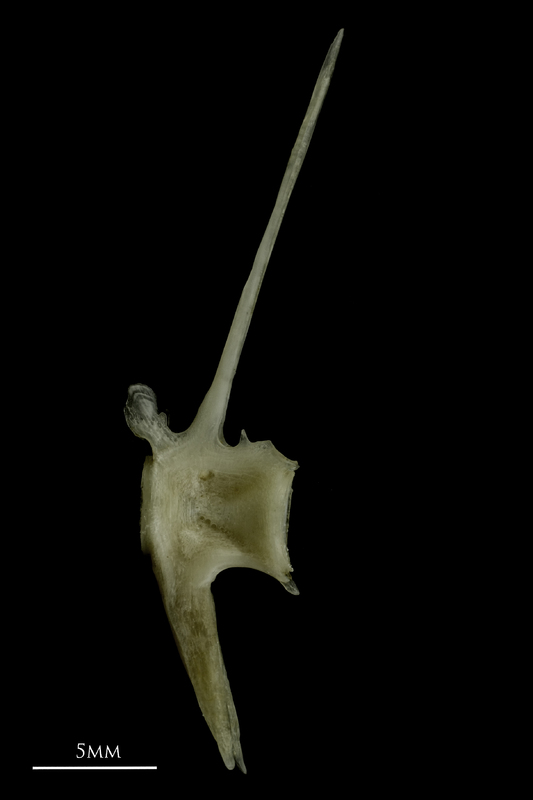 Common pandora precaudal vertebra lateral view