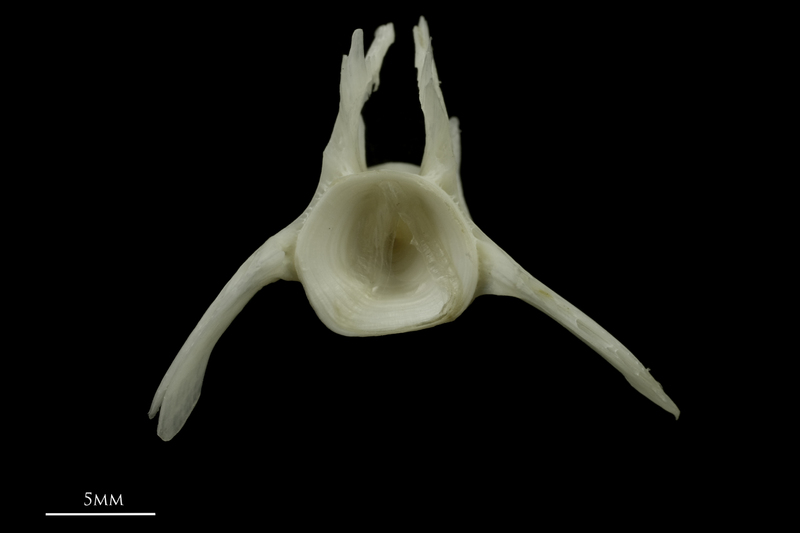 Burbot precaudal vertebra anterior view