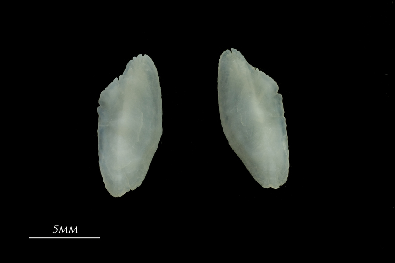 European seabass otolith(s) detail view