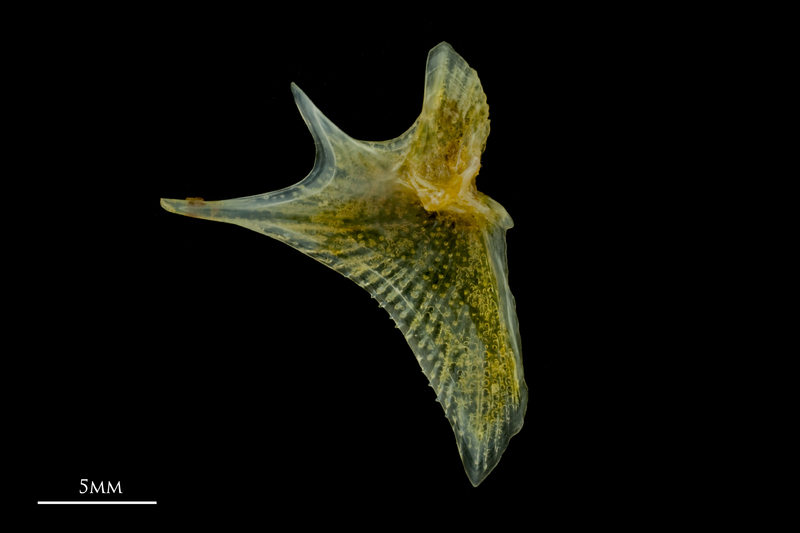 Grey gurnard opercular medial view